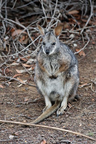 2007 05 06 Kangaroo Island 047-1_DXO.jpg